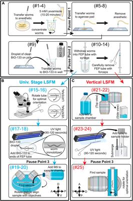 A light sheet fluorescence microscopy protocol for Caenorhabditis elegans larvae and adults